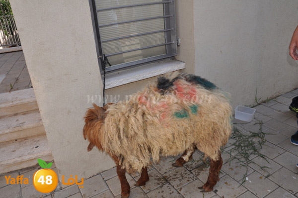 ajyal ada73ah (14).JPG